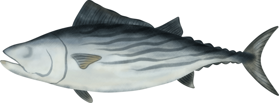 Atlantic Bonito Tuna Illustration png