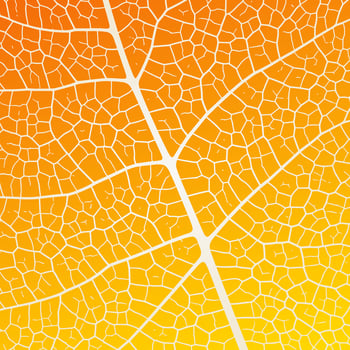 Leaf vein texture abstract background with close up plant leaf cells ornament texture pattern. vector