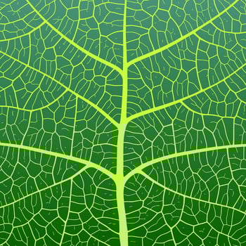 Leaf vein texture abstract background with close up plant leaf cells ornament texture pattern. vector