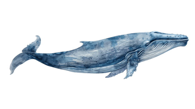 Blue Whale in Watercolor on isolated Transparent background. Format png