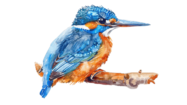 Delightful Watercolor Kingfisher Portrait on isolated Transparent background. Format png