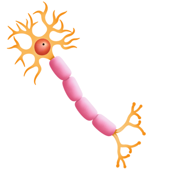 Multipolar neuron structure illustration png