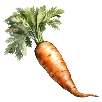 Vibrant Bunches of Carrots png