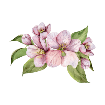 Apple tree blossom flowers with green leaves watercolor illustration. Hand drawn spring floral composition, botanical pink elements for wedding, invitation decor, product packing design png