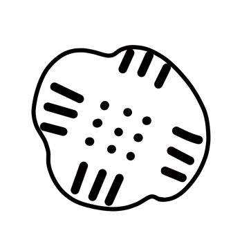 cookie biscuit snack Hand drawn organic line doodle png