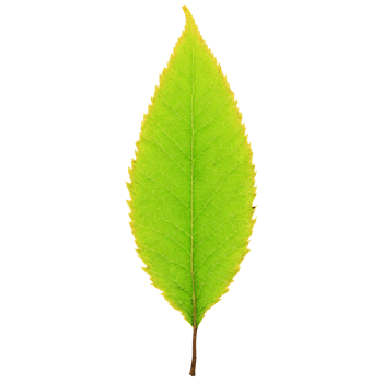 Hornbeam Leaf oval yellow leaf with double serrated edges and a slightly wavy texture Carpinus png