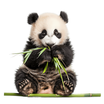 Baby panda eating bamboo on isolated transparent background png