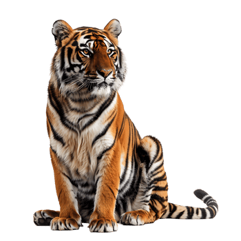 Tiger sitting on isolated transparent background png