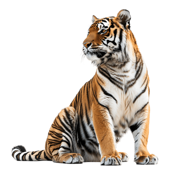Tiger sitting on isolated transparent background png