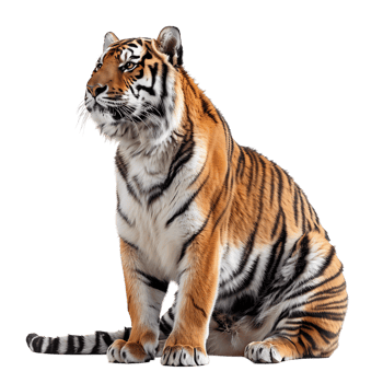 Tiger sitting on isolated transparent background png