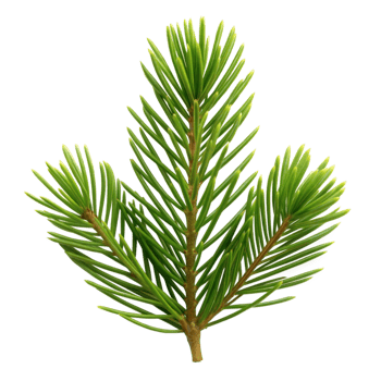 Vibrant fir branch isolated on a transparent background png