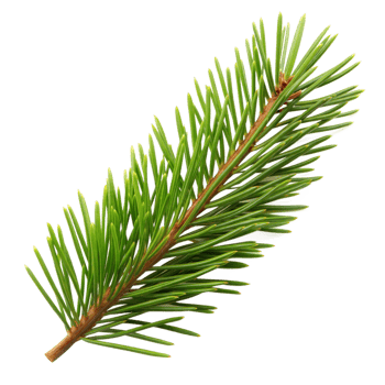 Fresh green pine branch isolated on a clear background png