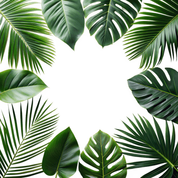 Lush tropical leaves arranged on a transparent background png