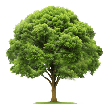 Beautiful lush green tree isolated on transparent background png