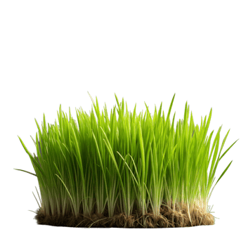 Fresh green grass with visible roots on a clear background png