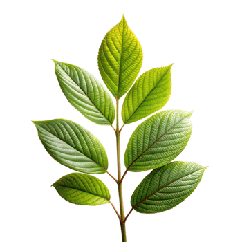 Vibrant green leaves isolated on transparent background png