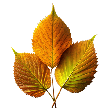 Vibrant autumn leaves isolated on transparent background png