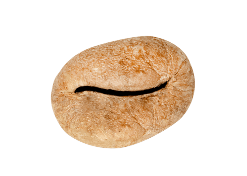 Coffee beans isolated png
