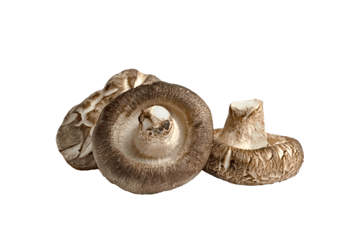 Shiitake Mushrooms isolated png