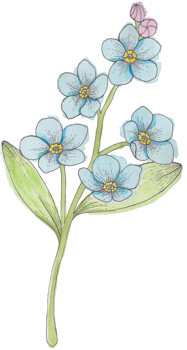 Hand-Drawn Blooming Flower - Spring Flower Illustration png