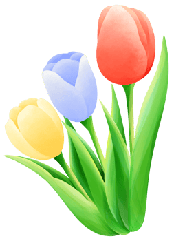 Tulips painting water color cartoon style hand drawn illustration sakura png