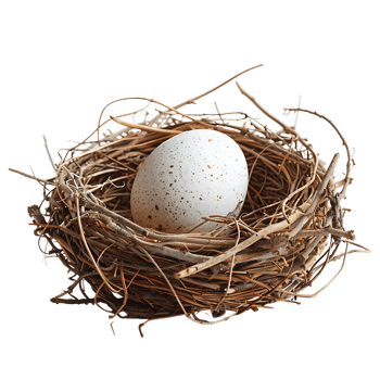 Bird nest with an egg on isolated transparent background png