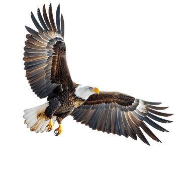 Bald eagle flying on isolated transparent background png
