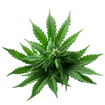 Cannabis on isolated transparent background png