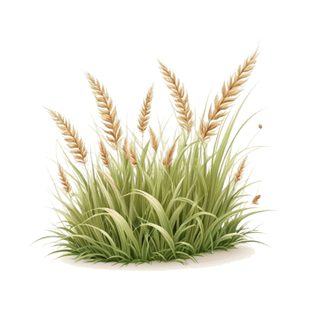 grass clipart transparent background, grass illustration png