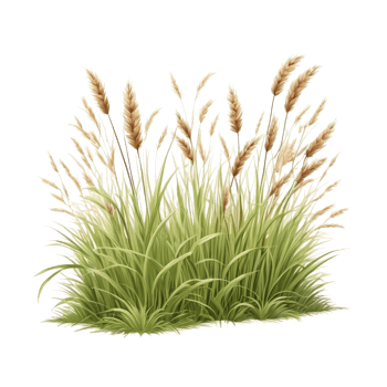 grass clipart transparent background, grass illustration png