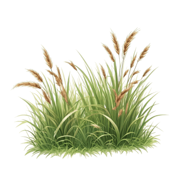 grass clipart transparent background, grass illustration png