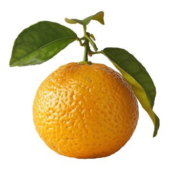 fresh Ugli fruit transparent picture png
