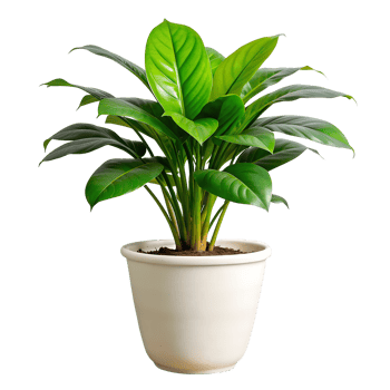 A small plant is in a brown pot png