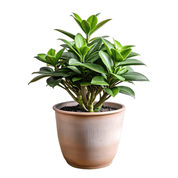 A small plant is in a brown pot png