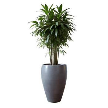 A tall green plant is standing in a blue pot png