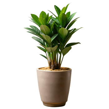 A small plant is in a brown pot png