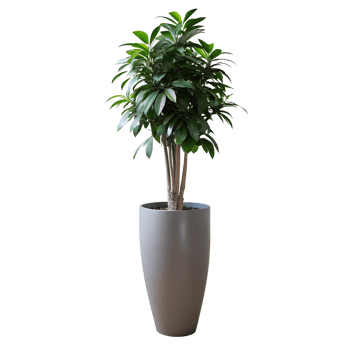 A tall green plant is standing in a blue pot png