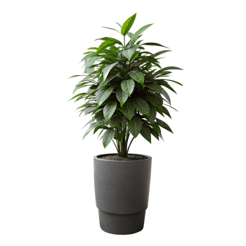 A tall green plant is standing in a blue pot png