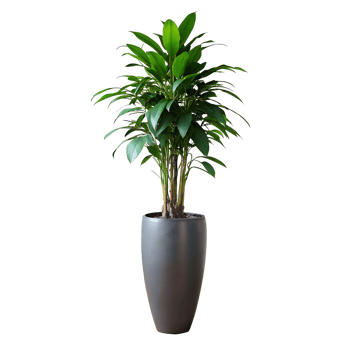 A tall green plant is standing in a blue pot png