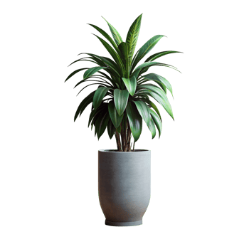 A tall green plant is standing in a blue pot png