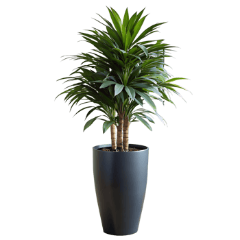A tall green plant is standing in a blue pot png