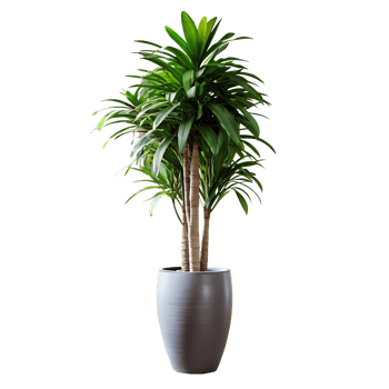 A tall green plant is standing in a blue pot png
