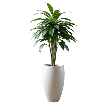 A tall green plant is standing in a blue pot png