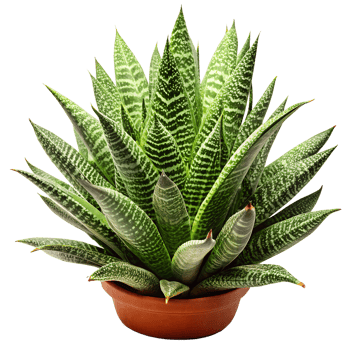 A small plant is in a brown pot png