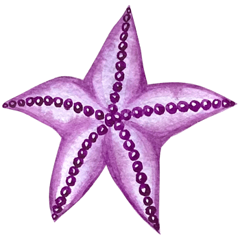Watercolor Starfish, sea. Illustration clipart. png