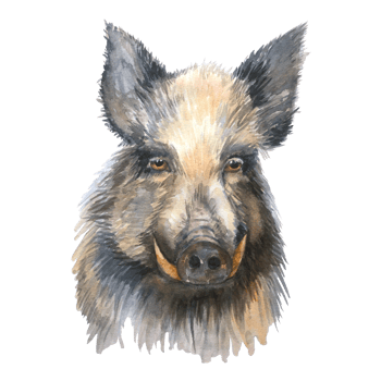 Watercolor hog animal print isolated. Hog illustration. png