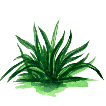 Watercolor grass green side view illustration. png