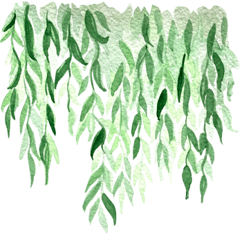 Branch with long, pointed, thin green leaves. Botanical element. Isolated nature clip art for banners png