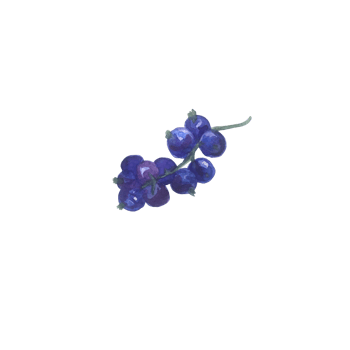 Watercolor berry current png