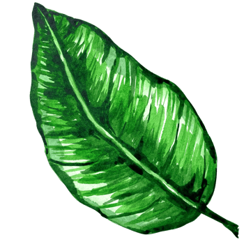 Watercolor exotic green leafs illustration. Watercolor leave set. Exotic colorful plant. Tree jungle green trees. Realistic botanical illustrations for wedding design, cards. png